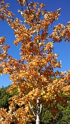 Photo Credit: G Cofran